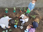 「苗を植えるよー」