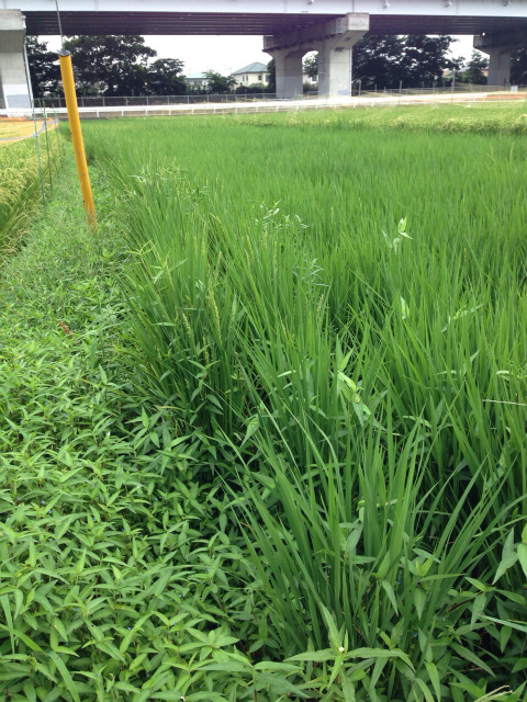 ころ まなび そだち