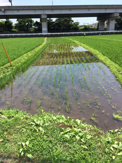 稲はどうなっている？