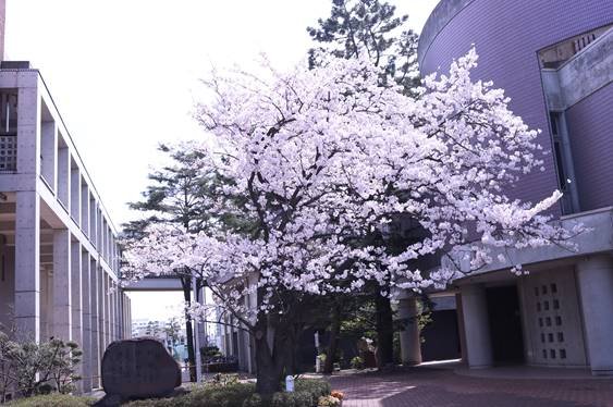 正門の桜