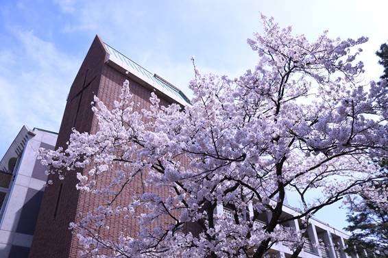 シンボルタワーと桜