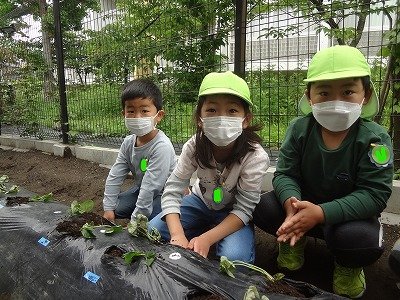 幼稚園で苗植え