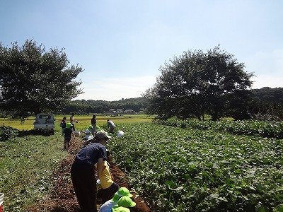 お芋ほり