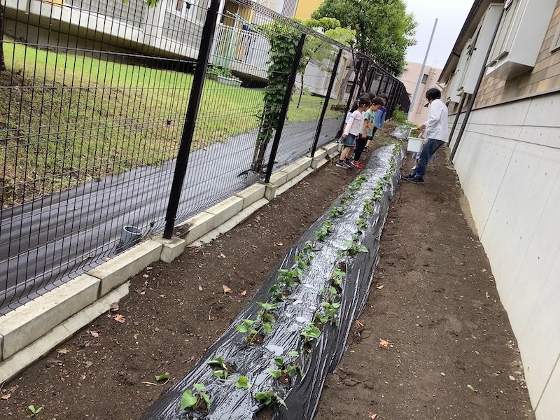 芋畑日記【続々編】