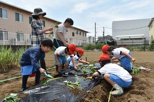 サツマイモ植え (141).JPG