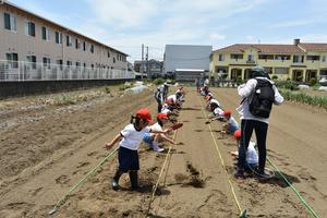 サツマイモ植え (12).JPG