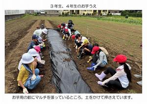 サツマイモの苗を植えました。