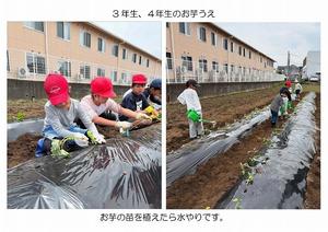 25_0612　お芋うえ-06.jpg