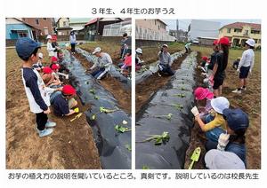 25_0612　お芋うえ-05.jpg