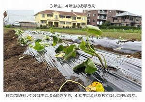 25_0612　お芋うえ-07.jpg