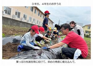 25_0612　お芋うえ-03.jpg