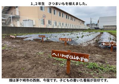 2026-06-10　サツマイモ植え (4).jpg