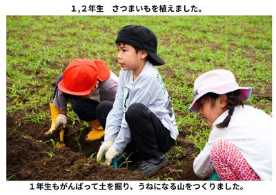 2026-06-10　サツマイモ植え (2).jpg