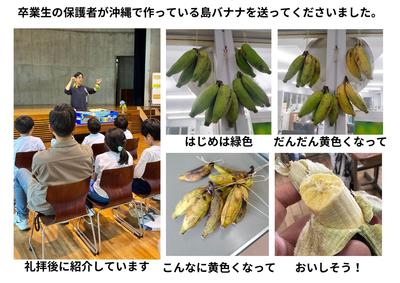 2026-06-11　島バナナ (1).jpg