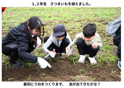2026-06-10　サツマイモ植え (1).jpg